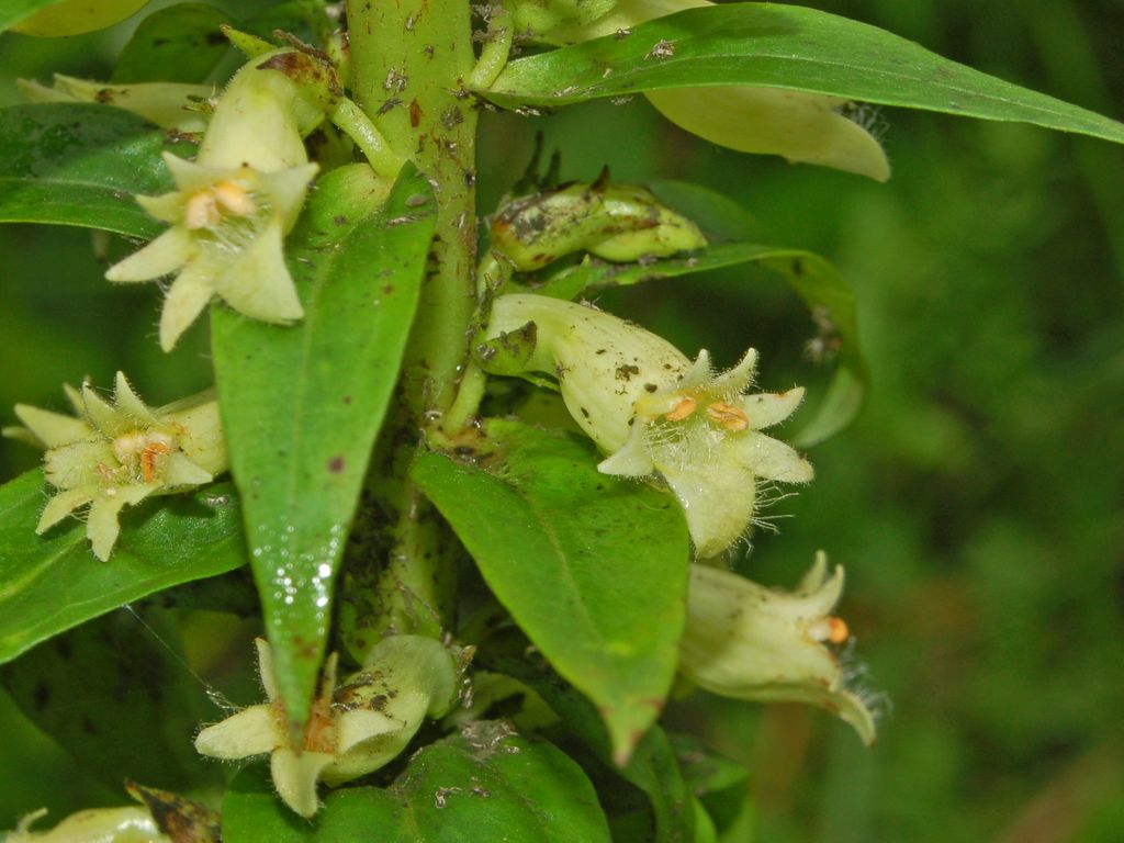 Digitalis lutea